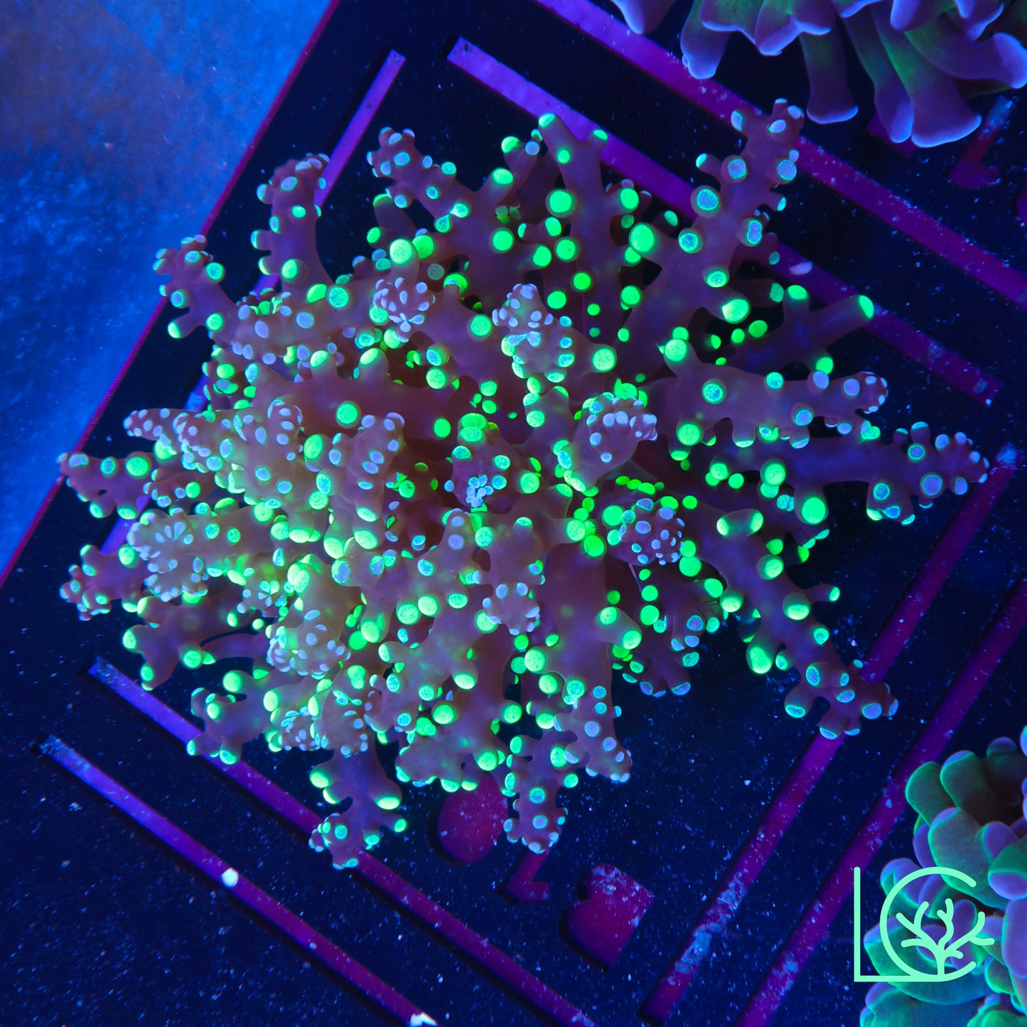 Joker Juice Frogspawn WYSIWYG