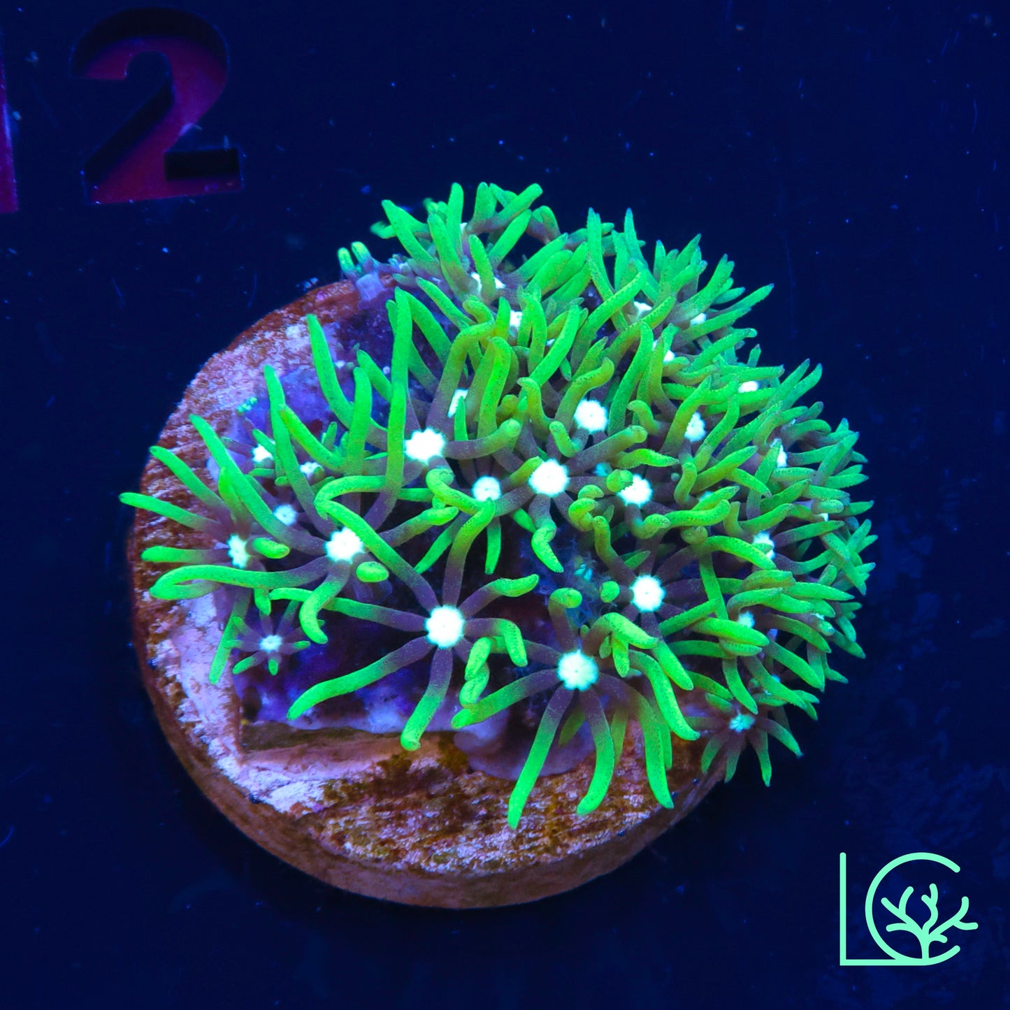Green Star Polyp WYSIWYG