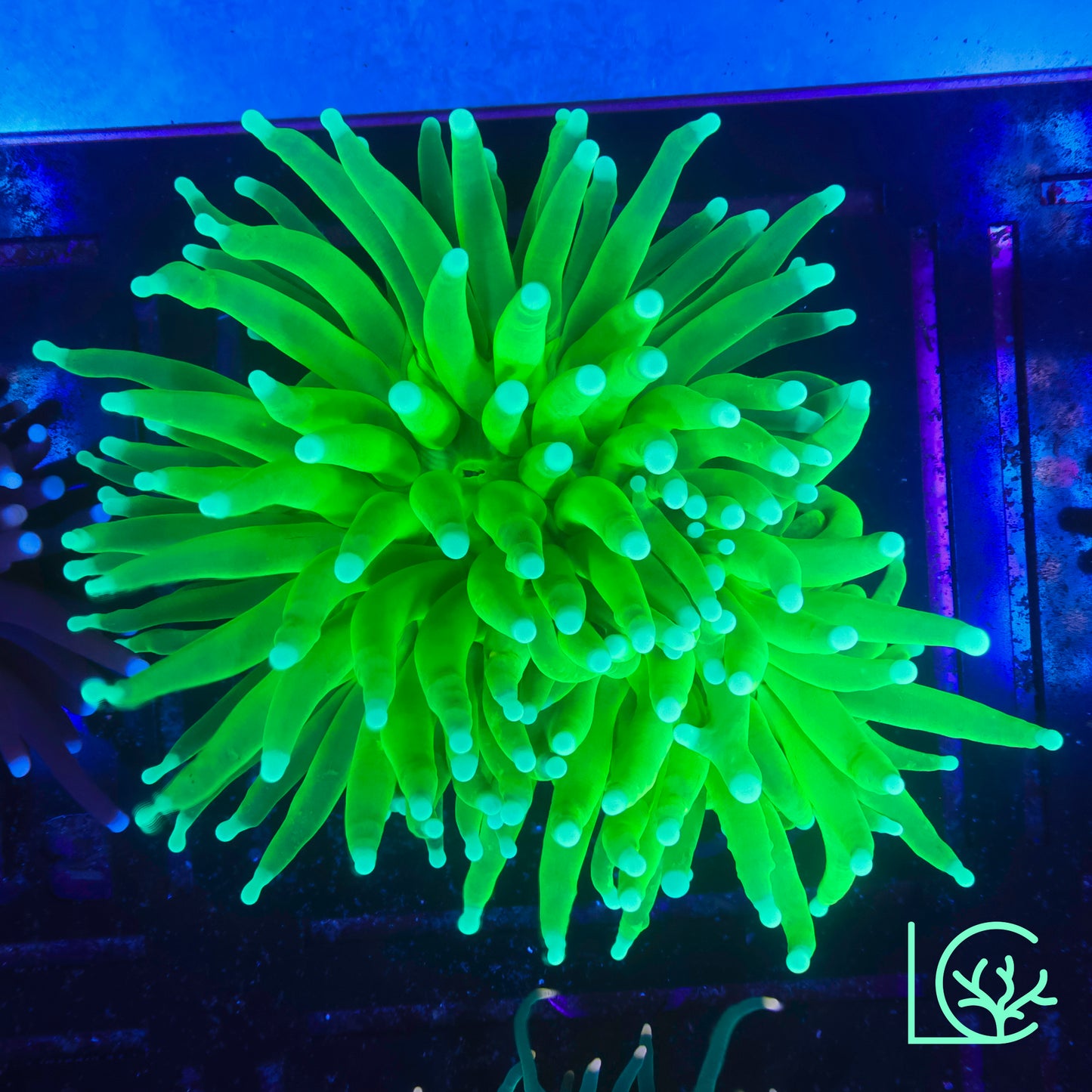 White Tip Holy Grail Torch WYSIWYG