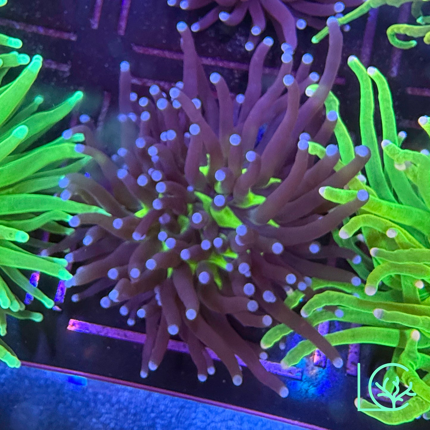 Blue Tip Joker Torch WYSIWYG