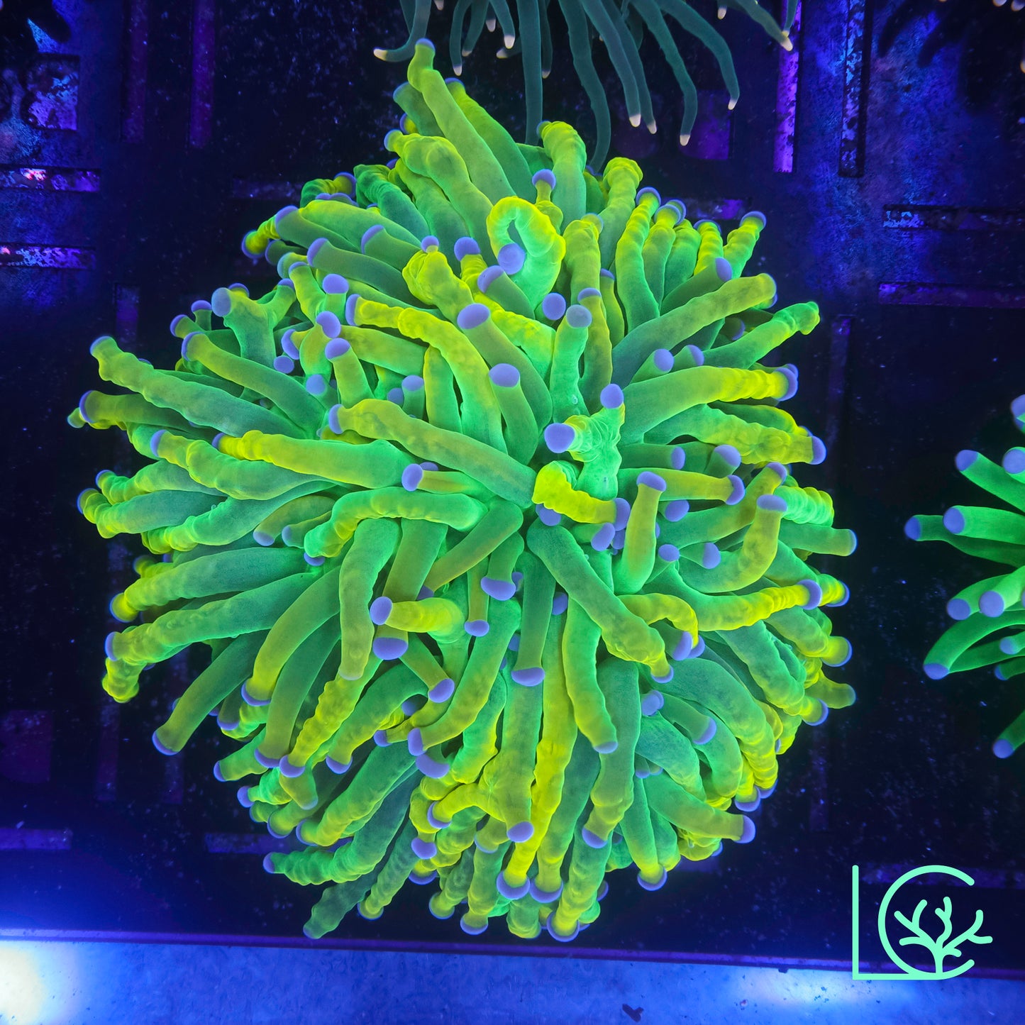 CC 24k Mancini Holy Grail Torch WYSIWYG