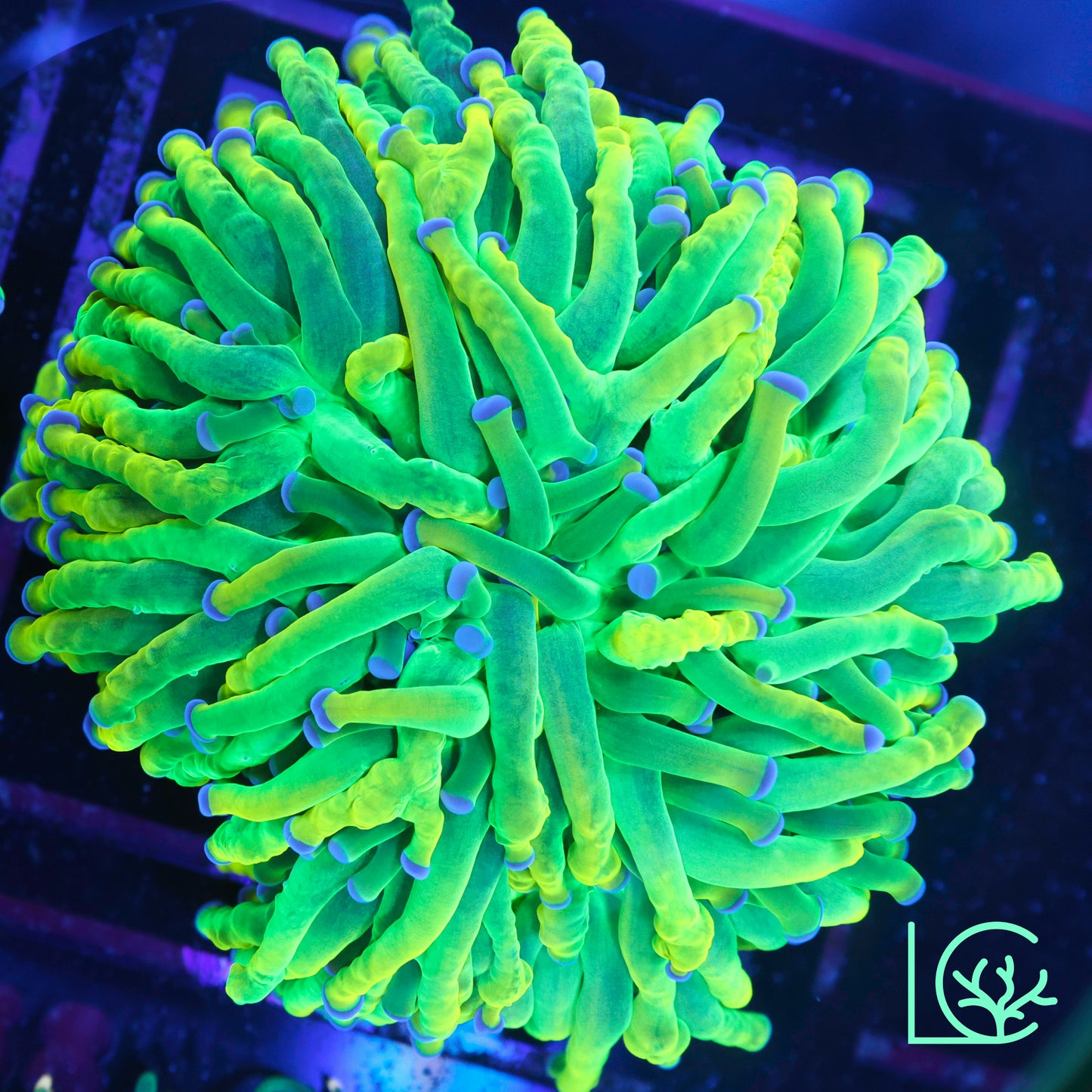 CC 24k Mancini Holy Grail Torch WYSIWYG