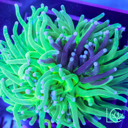 Grafted Torch WYSIWYG