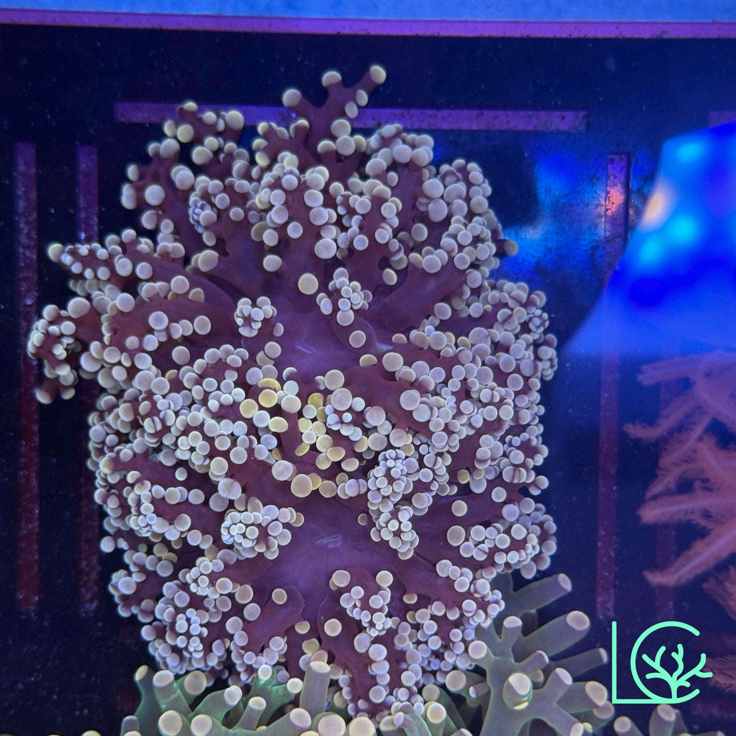 Pink Tip Octo WYSIWYG