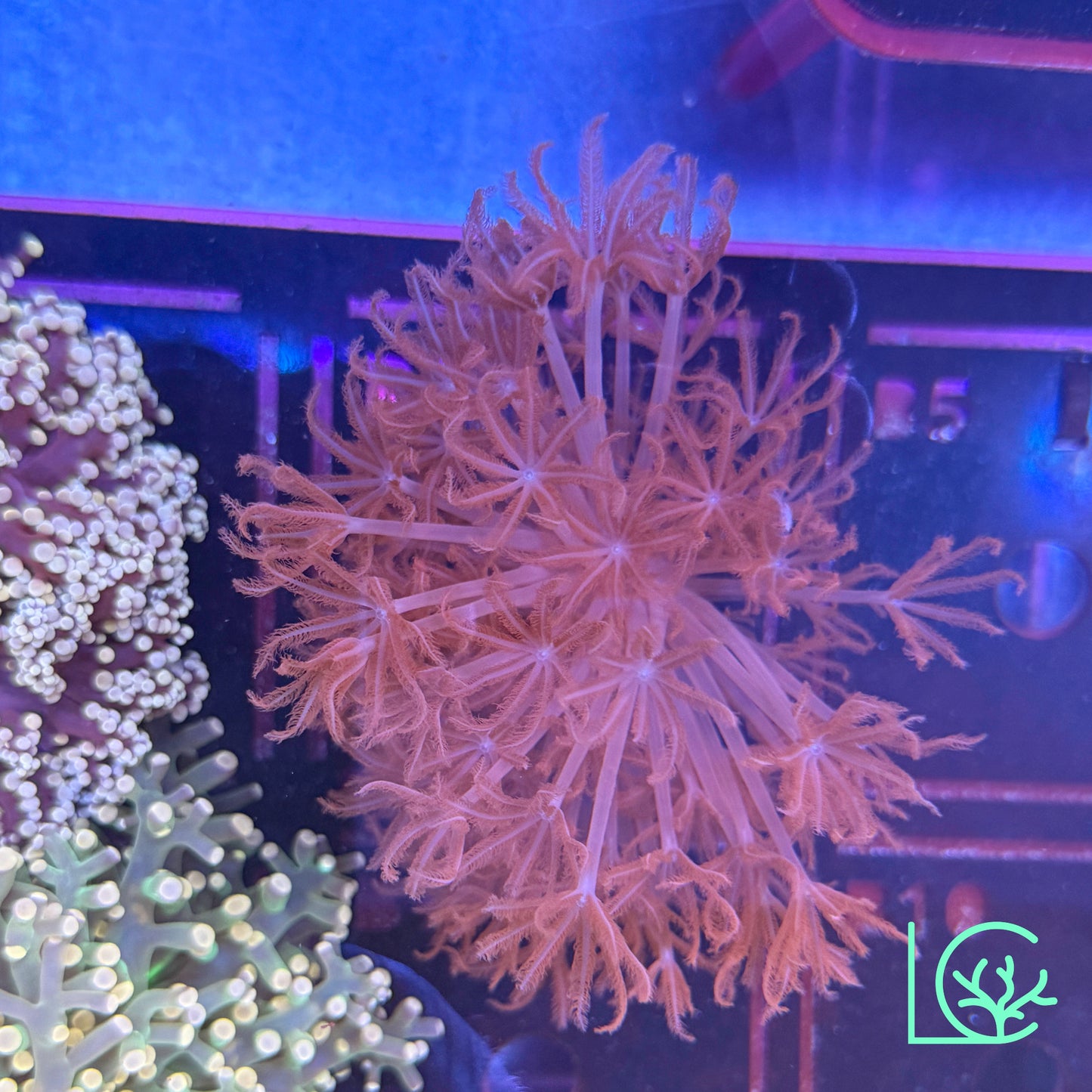 Ruby Red Xenia WYSIWYG