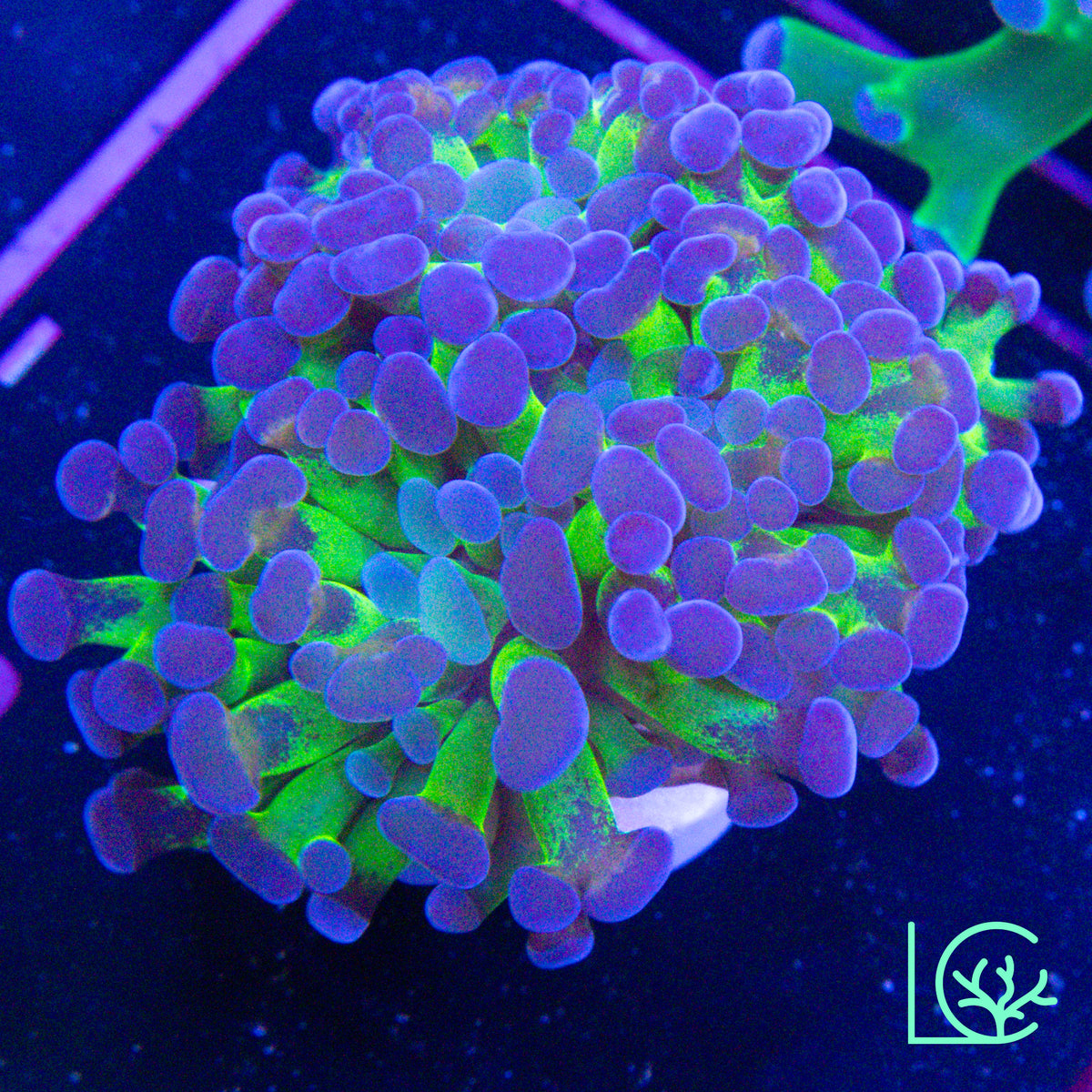 LC Purple Rain Frammer WYSIWYG
