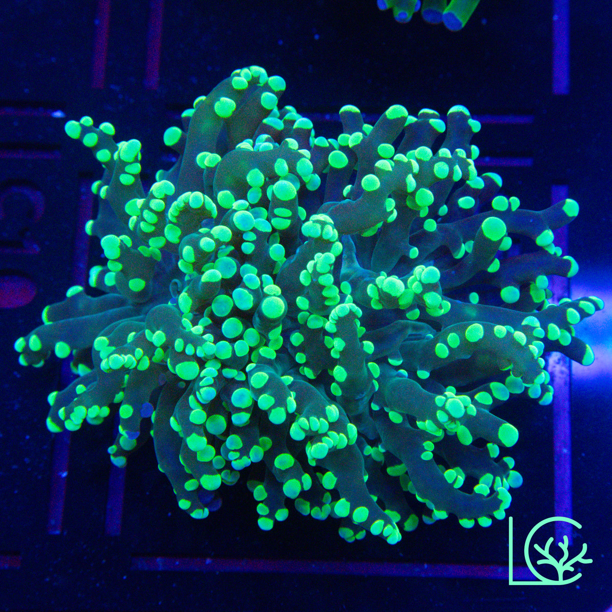 Prism Lights Hologram Hammer WYSIWYG