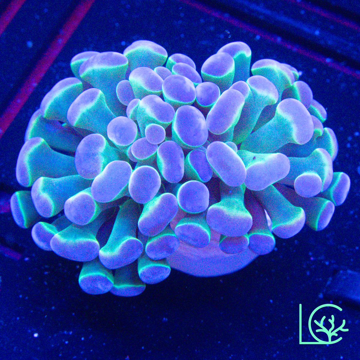 LC Pastel Rainbow Hologram Hammer WYSIWYG