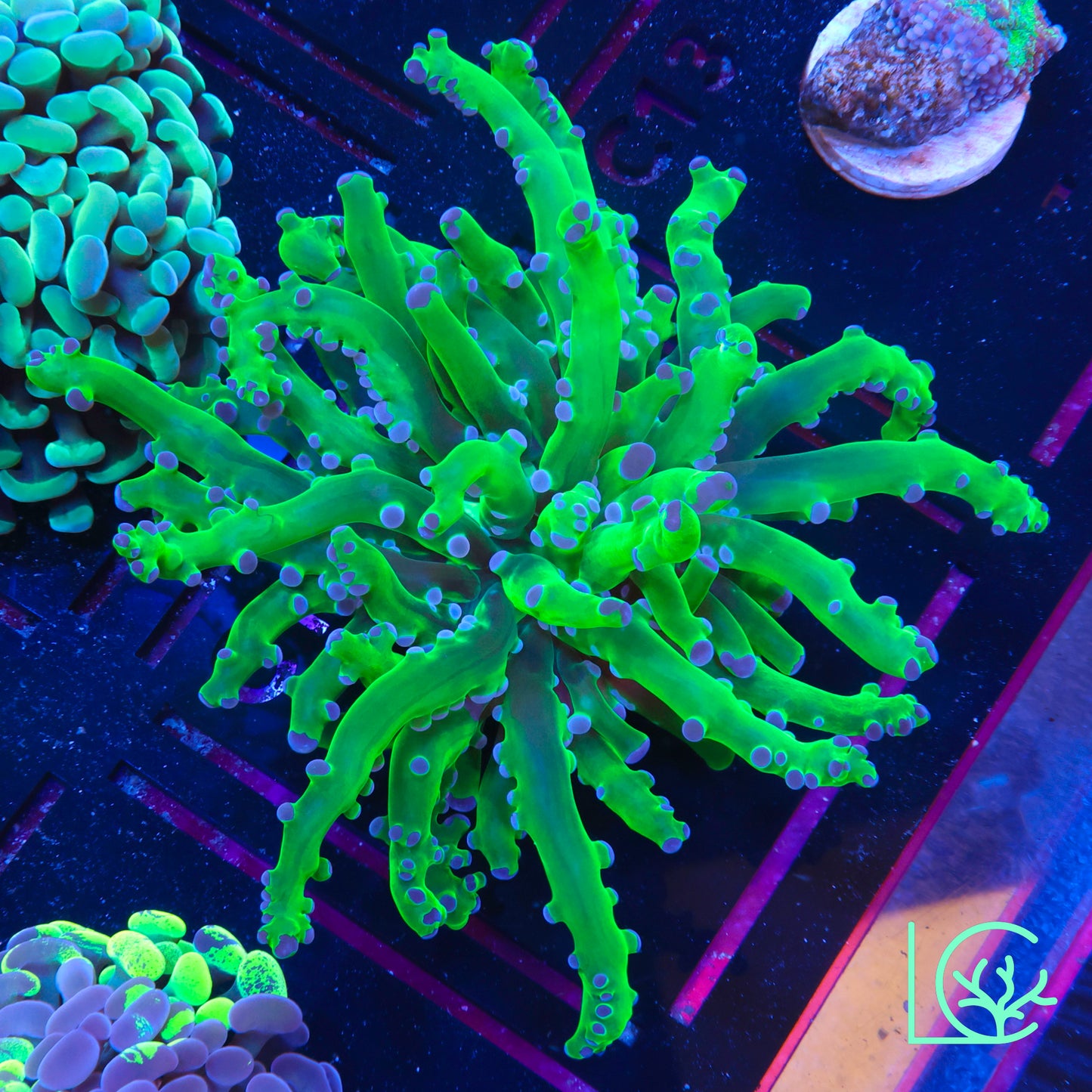 LC Frogspawn WYSIWYG