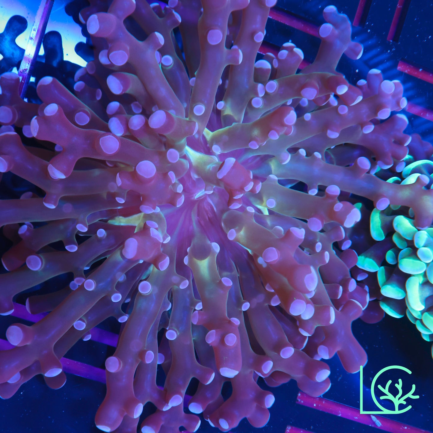 Midnight Moon Frogspawn WYSIWYG