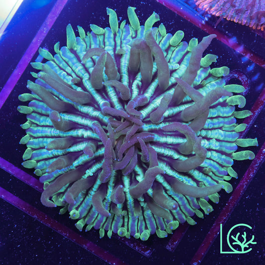 LC Watermelon Plate WYSIWYG