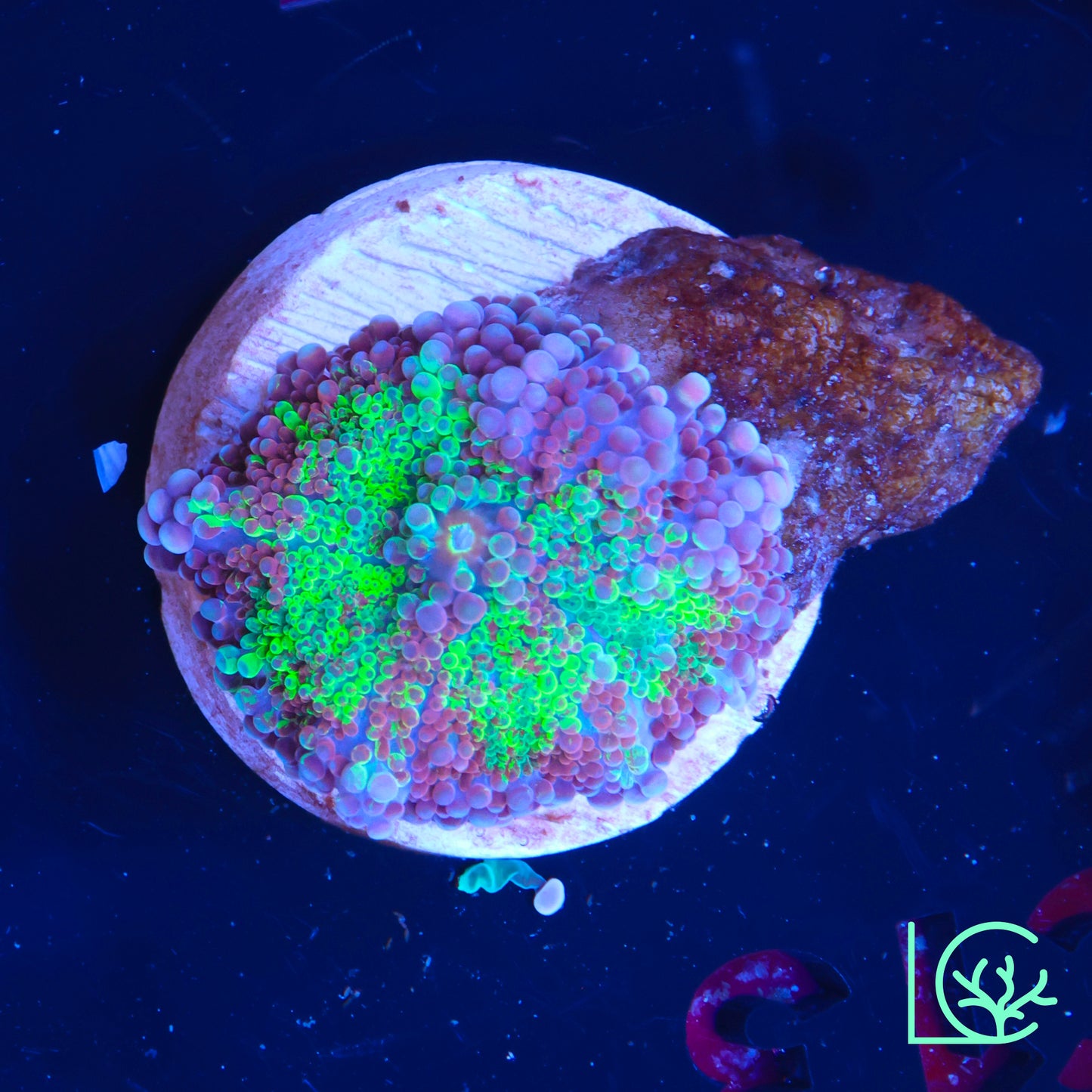 Green/Purple Yuma WYSIWYG