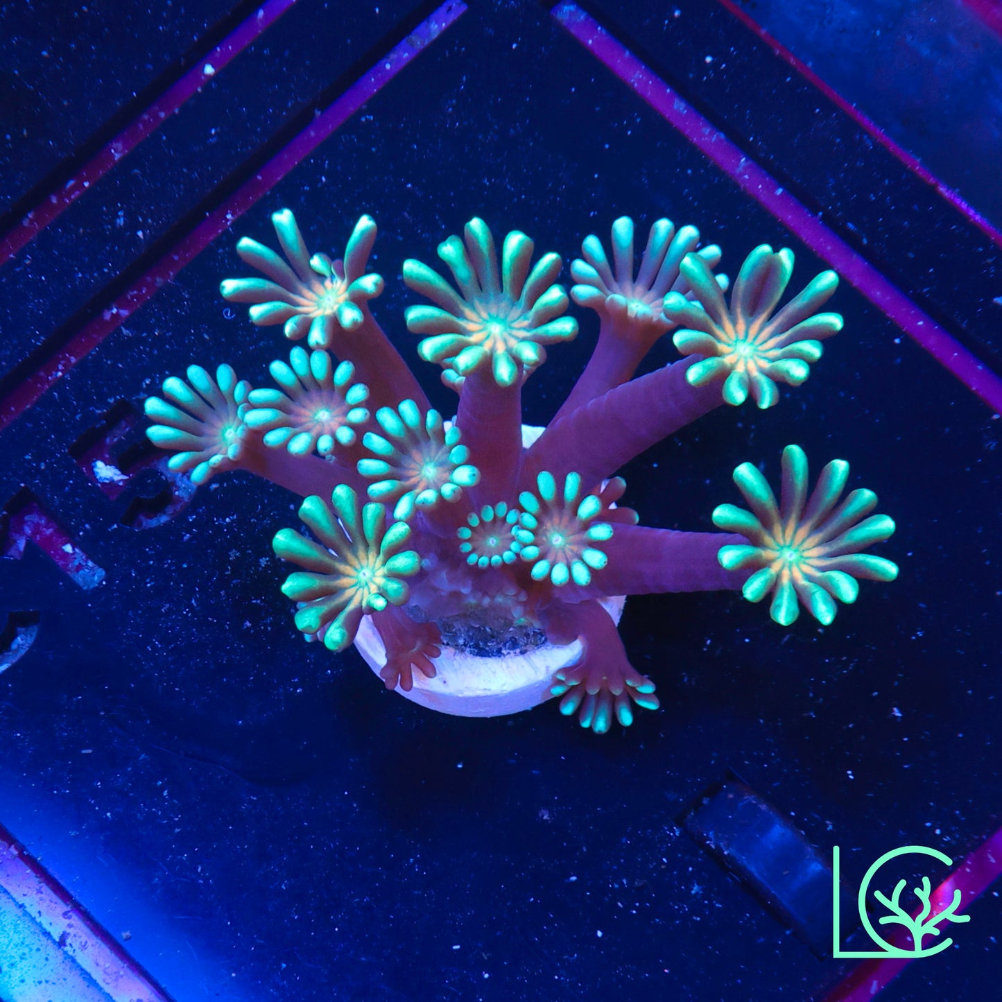 Yellow Eye Alveopora WYSIWYG