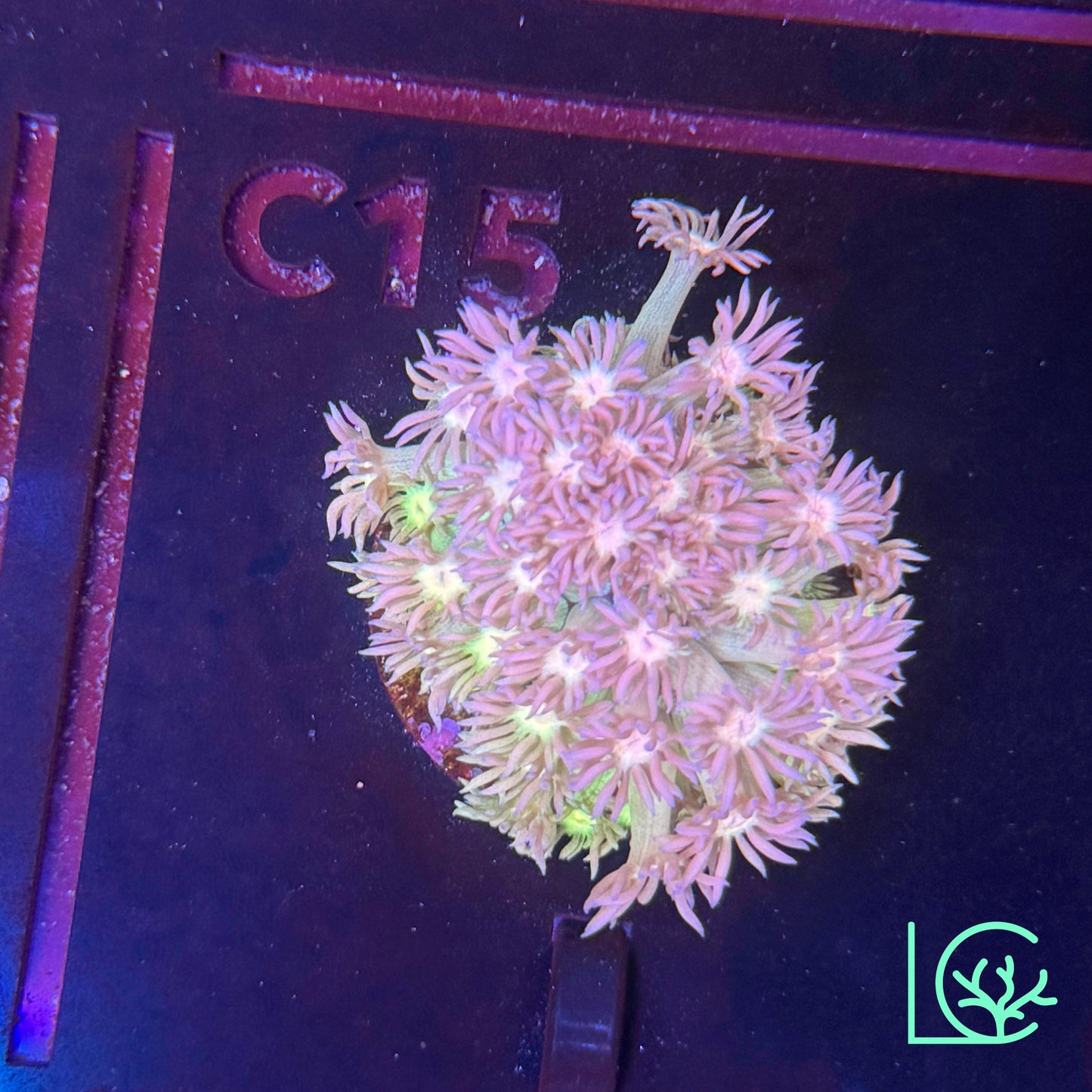 Rainbow Goni WYSIWYG