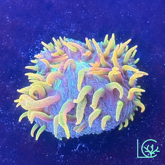 LC Rainbow Orange Flame Tip Plate WYSIWYG
