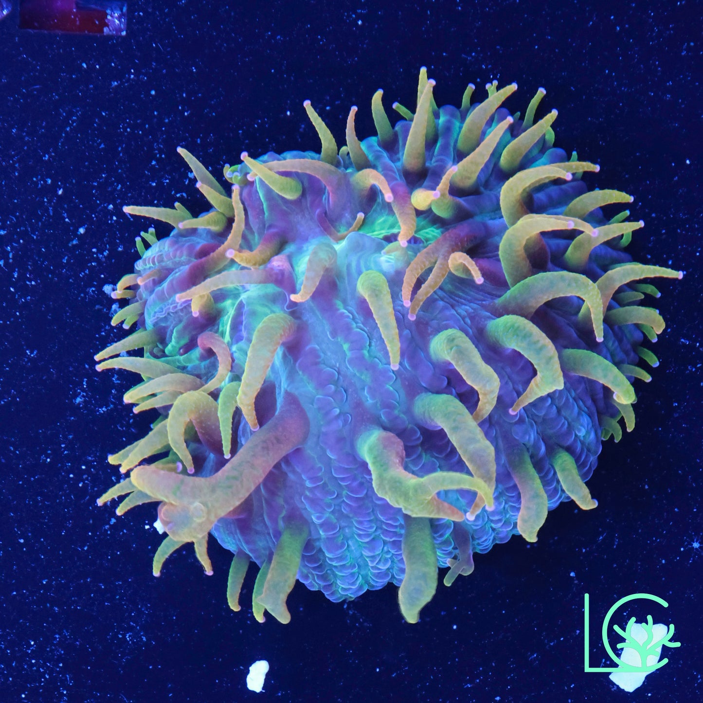 LC Rainbow Orange Flame Tip Plate WYSIWYG