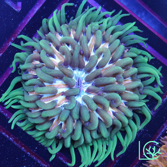 LC Aquaman Plate WYSIWYG