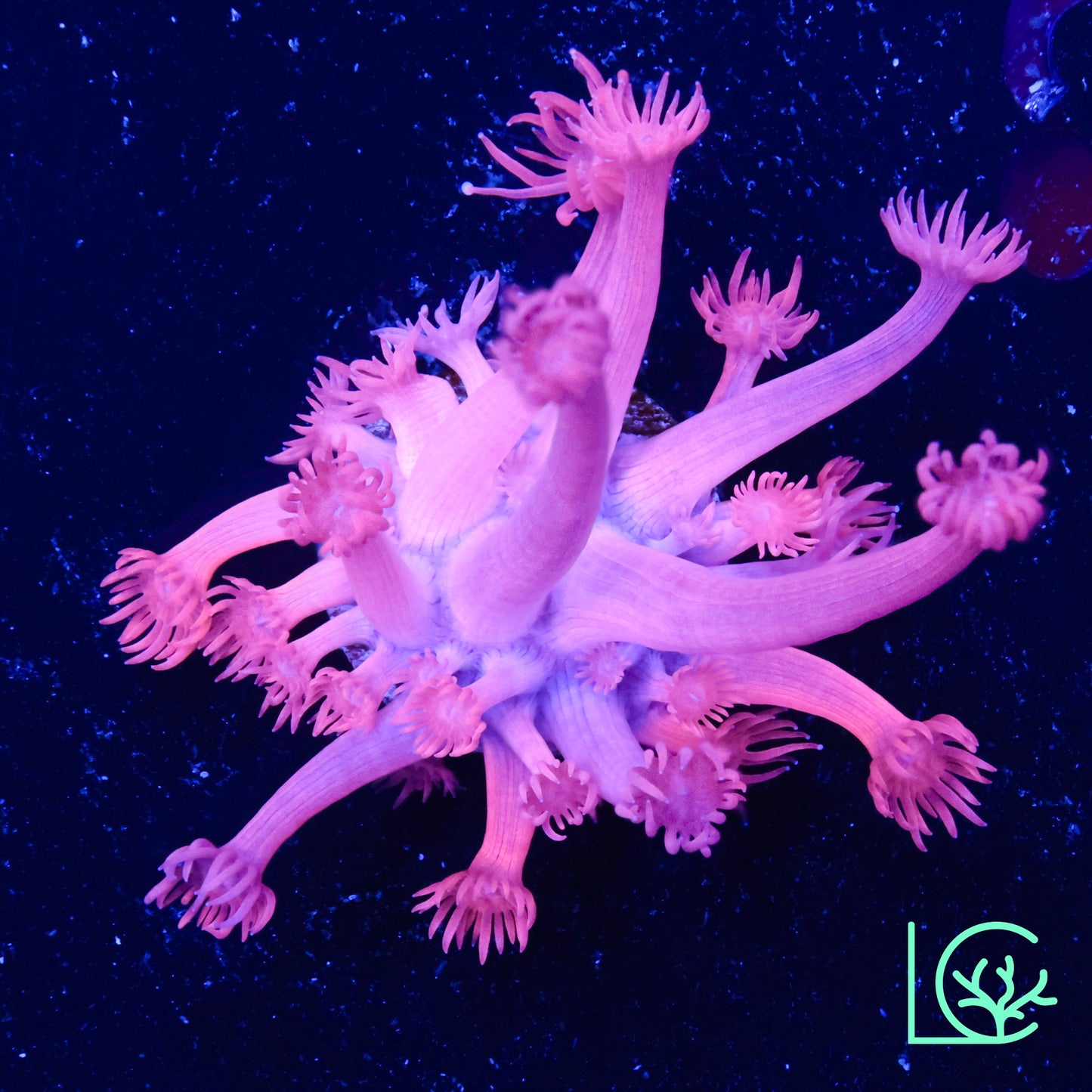 LC Pink Panther Goni WYSIWYG