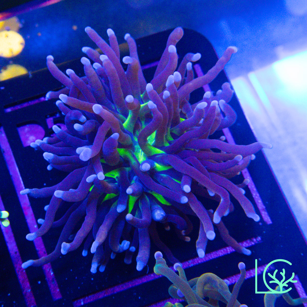 Blue Tip Joker Torch WYSIWYG