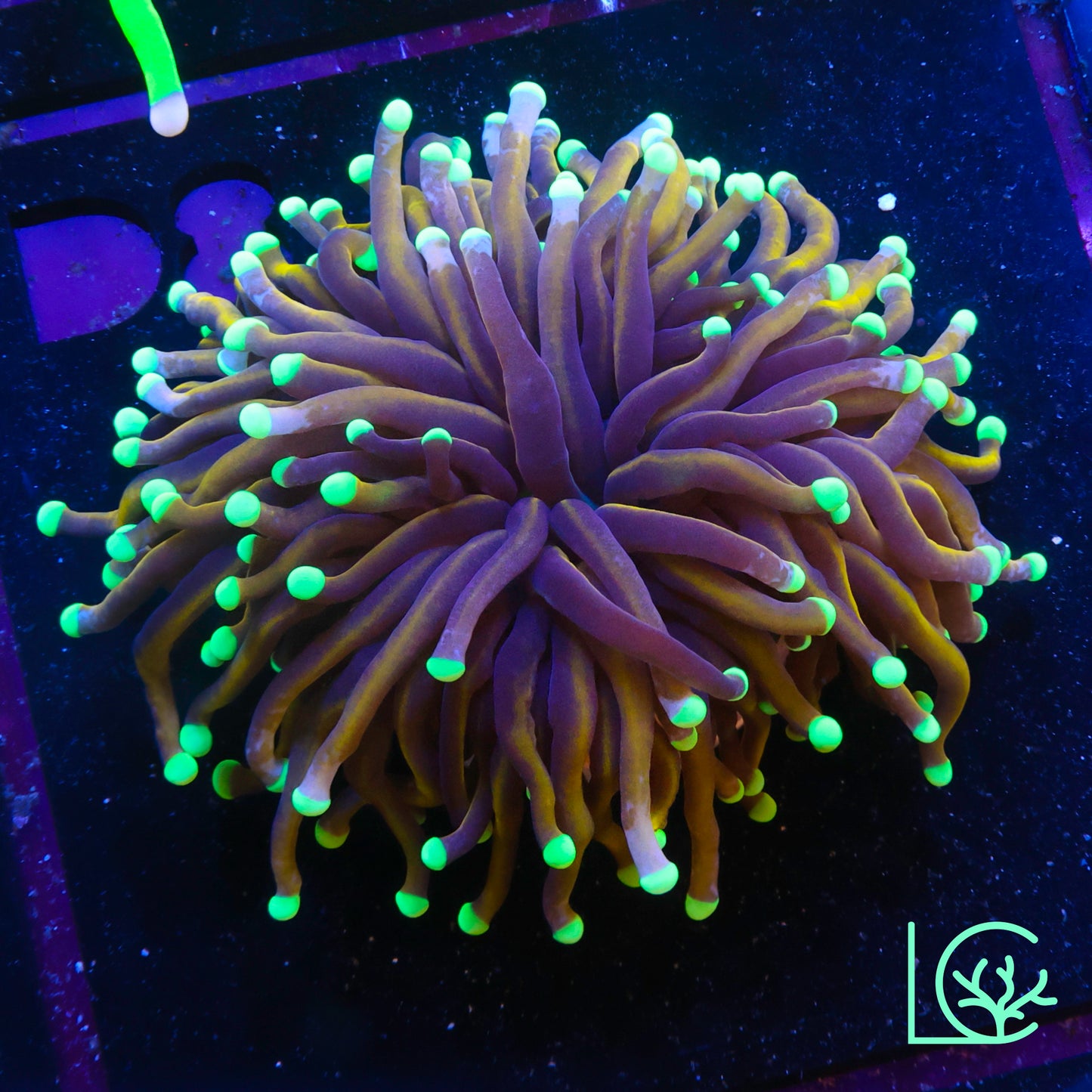 Indo Gold Yellow Tip Torch WYSIWYG