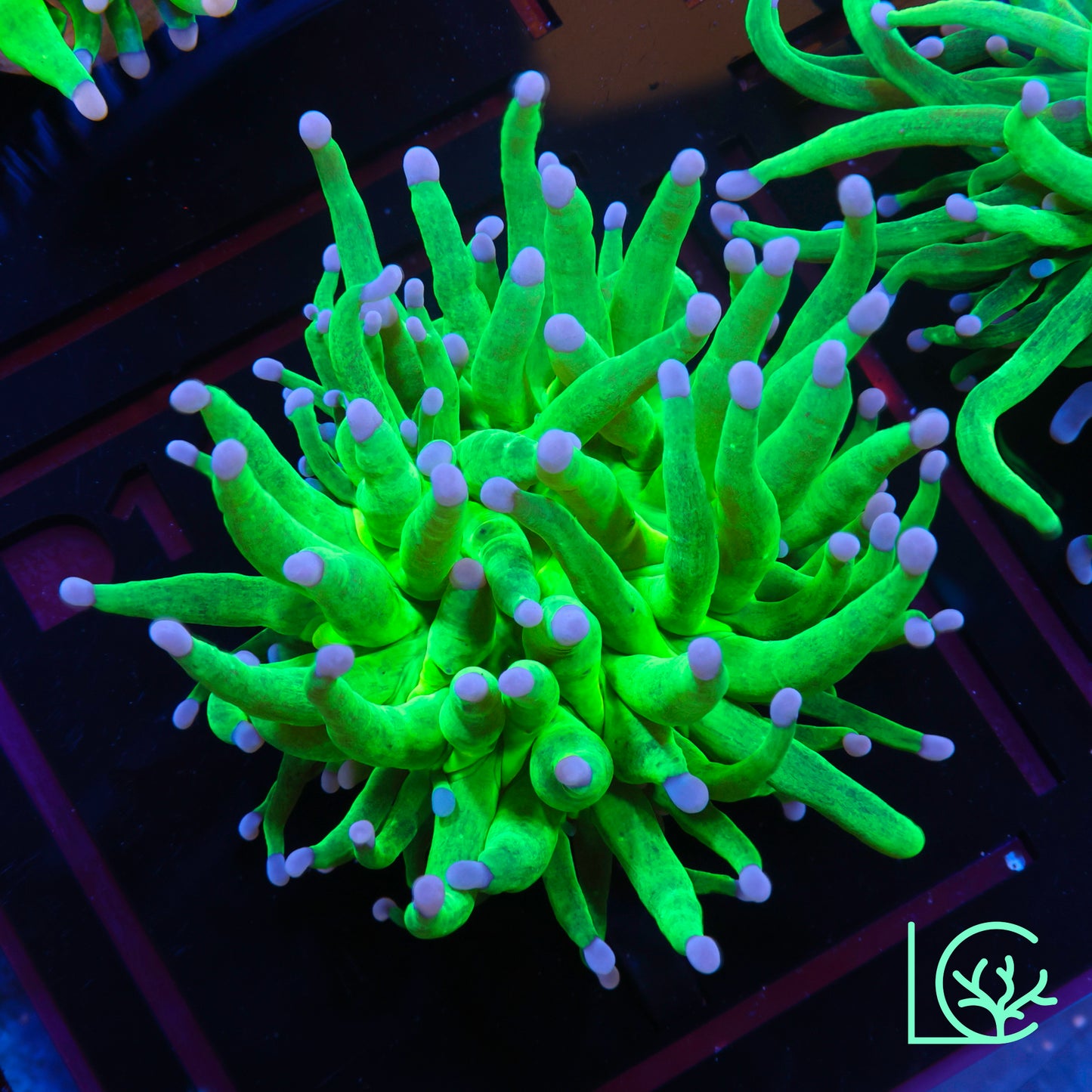 Blue Tip Holy Grail Torch WYSIWYG