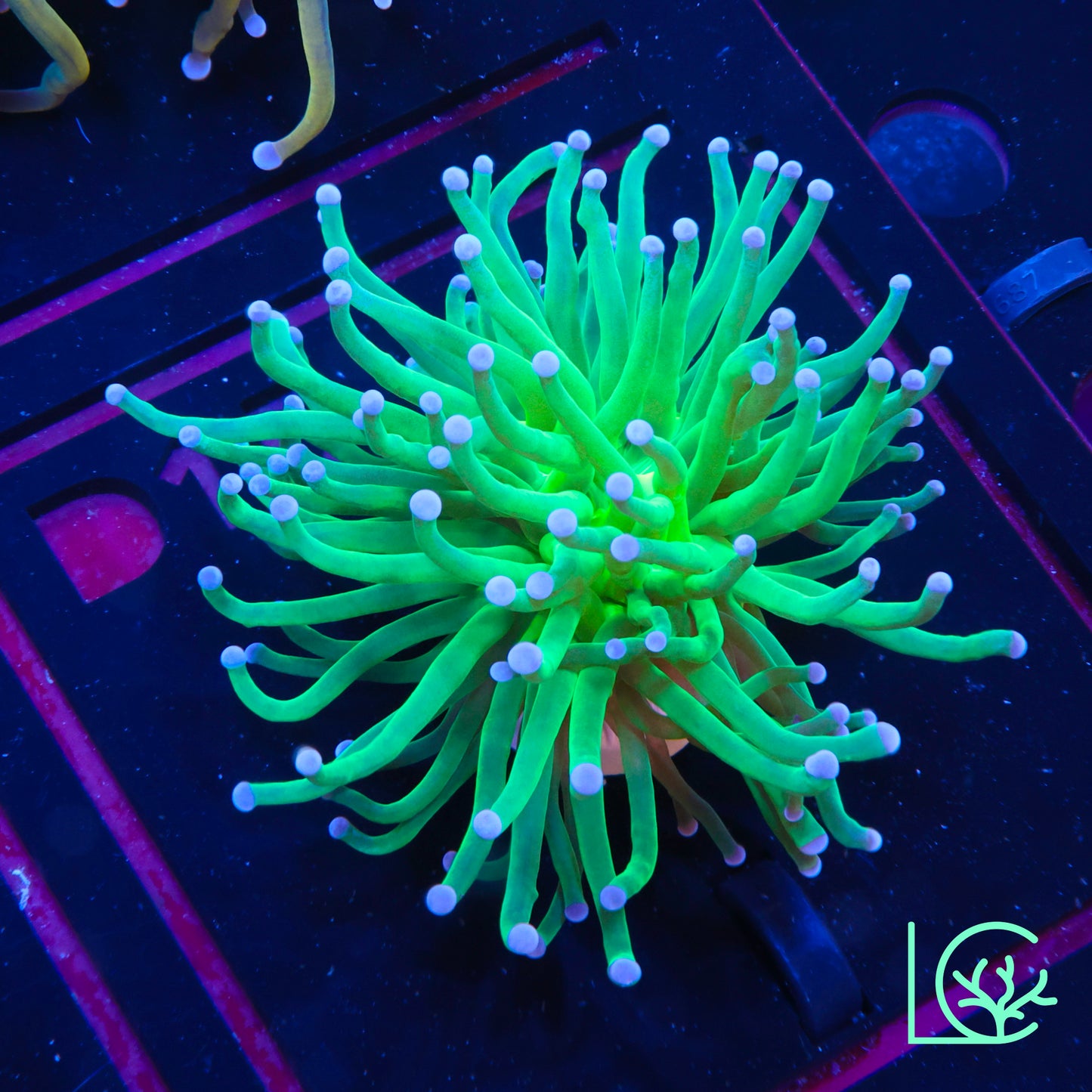 Blue Tip Torch WYSIWYG