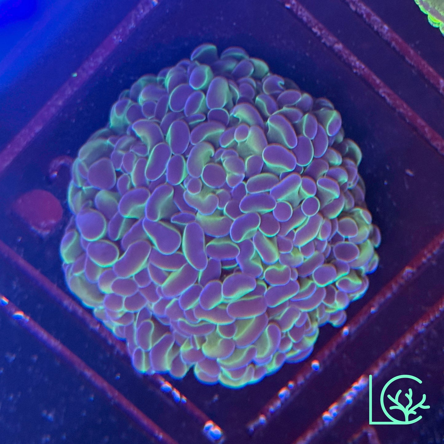 LC Hologram Hammer WYSIWYG