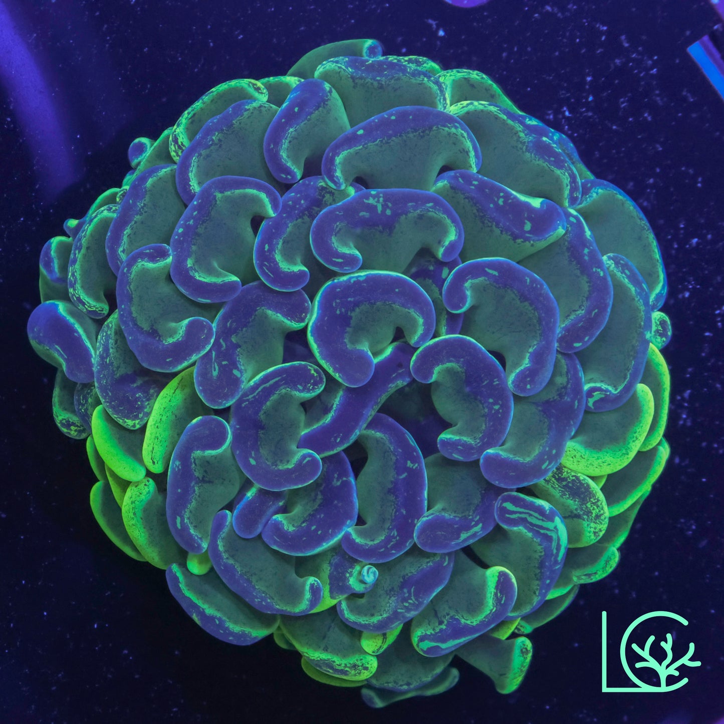 Aussie Splatter Hammer WYSIWYG