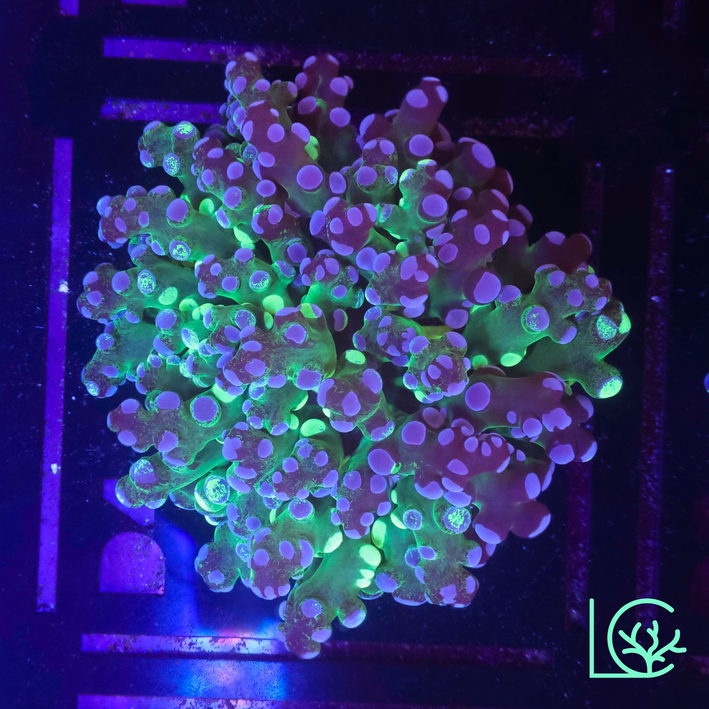 Grafted Frogspawn WYSIWYG