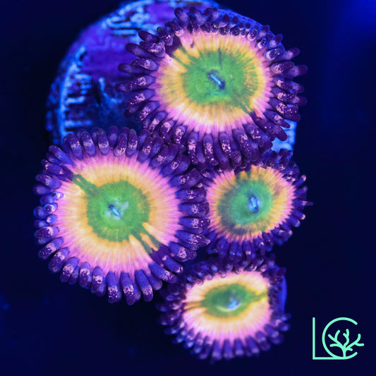 Rainbow Infusion Zoa WYSIWYG