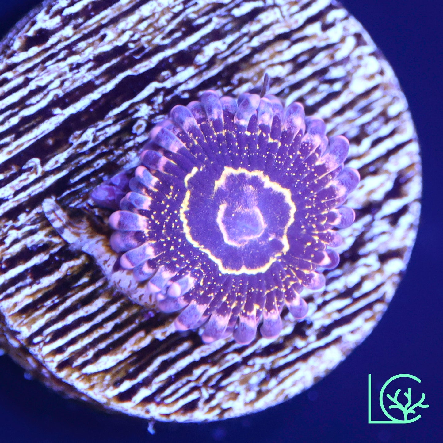 Stratosphere Zoa WYSIWYG