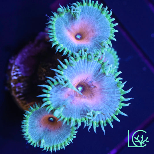 Captain America Zoa WYSIWYG