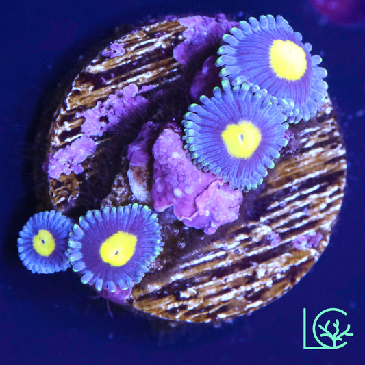 KOI Zoa WYSIWYG