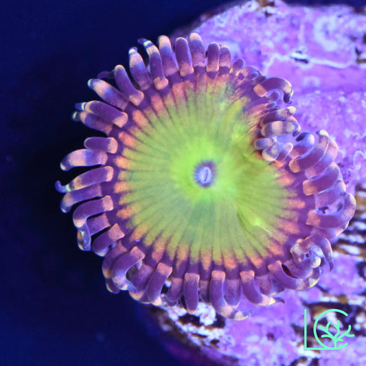 GB Rainbow Troll Zoa WYSIWYG