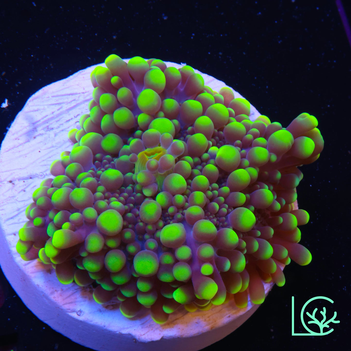 Dippin Dots Yuma Mushroom WYSIWYG