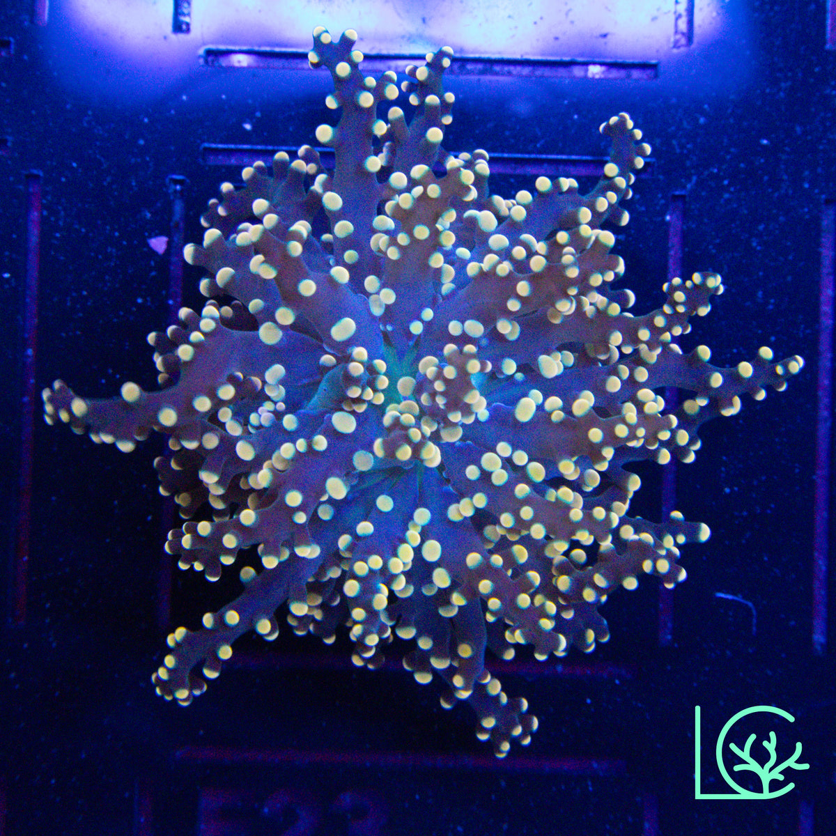 LC Peach Tip Octospawn WYSIWYG