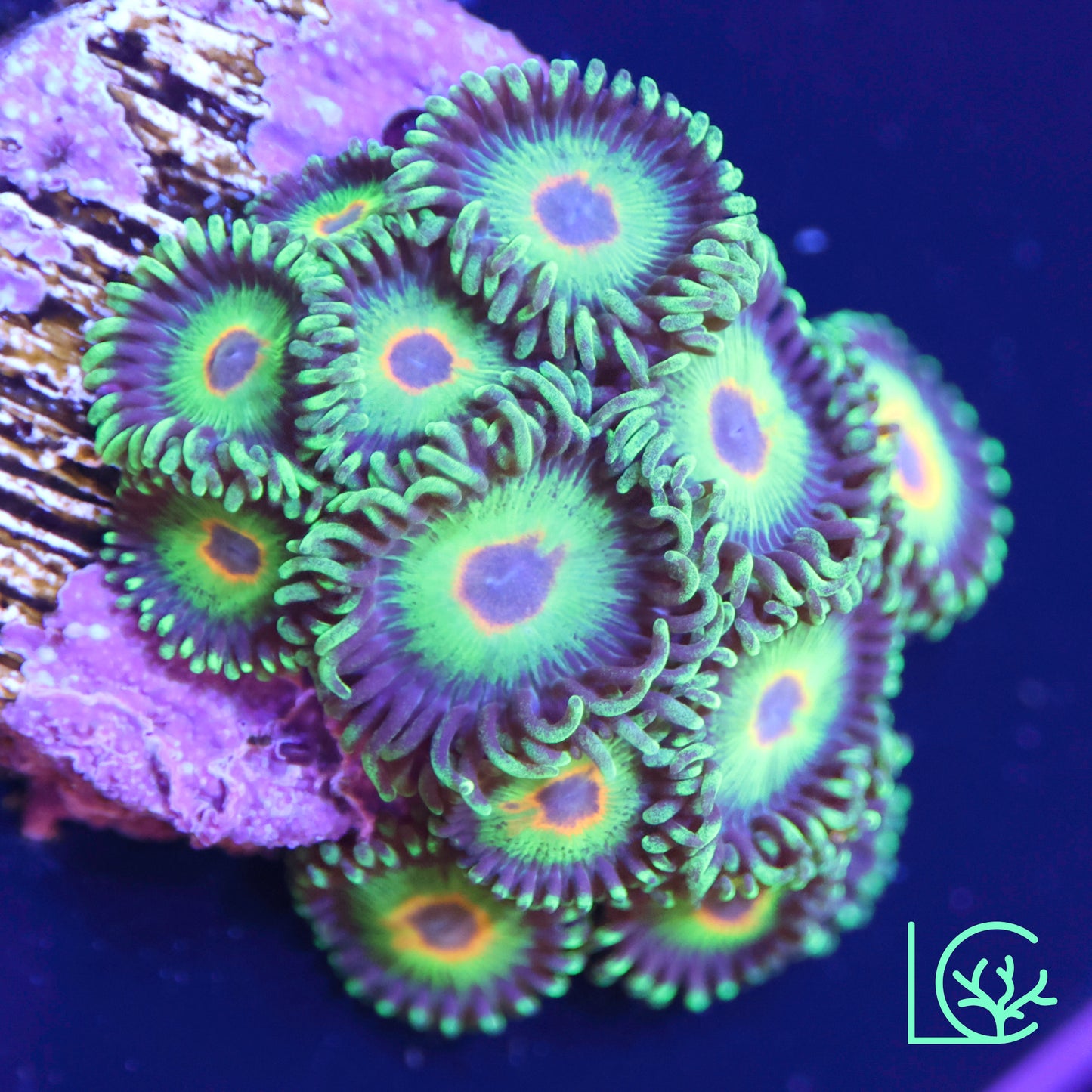 Bob Marley Zoa WYSIWYG