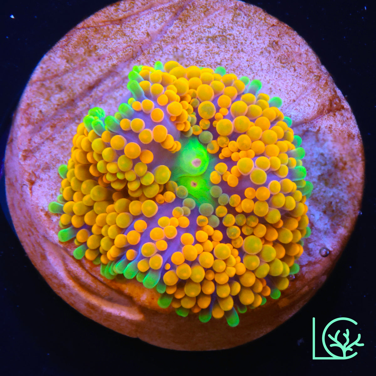 Rainbow Ricordea WYSIWYG