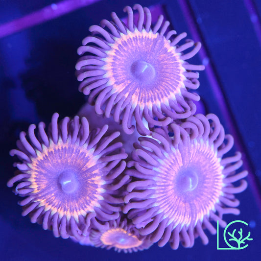 Vamps in Drag Zoa WYSIWYG