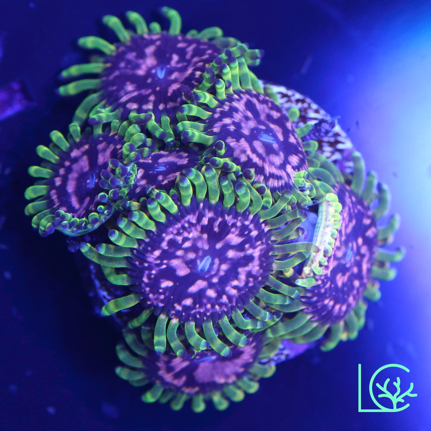 Purple Monster Zoa WYSIWYG