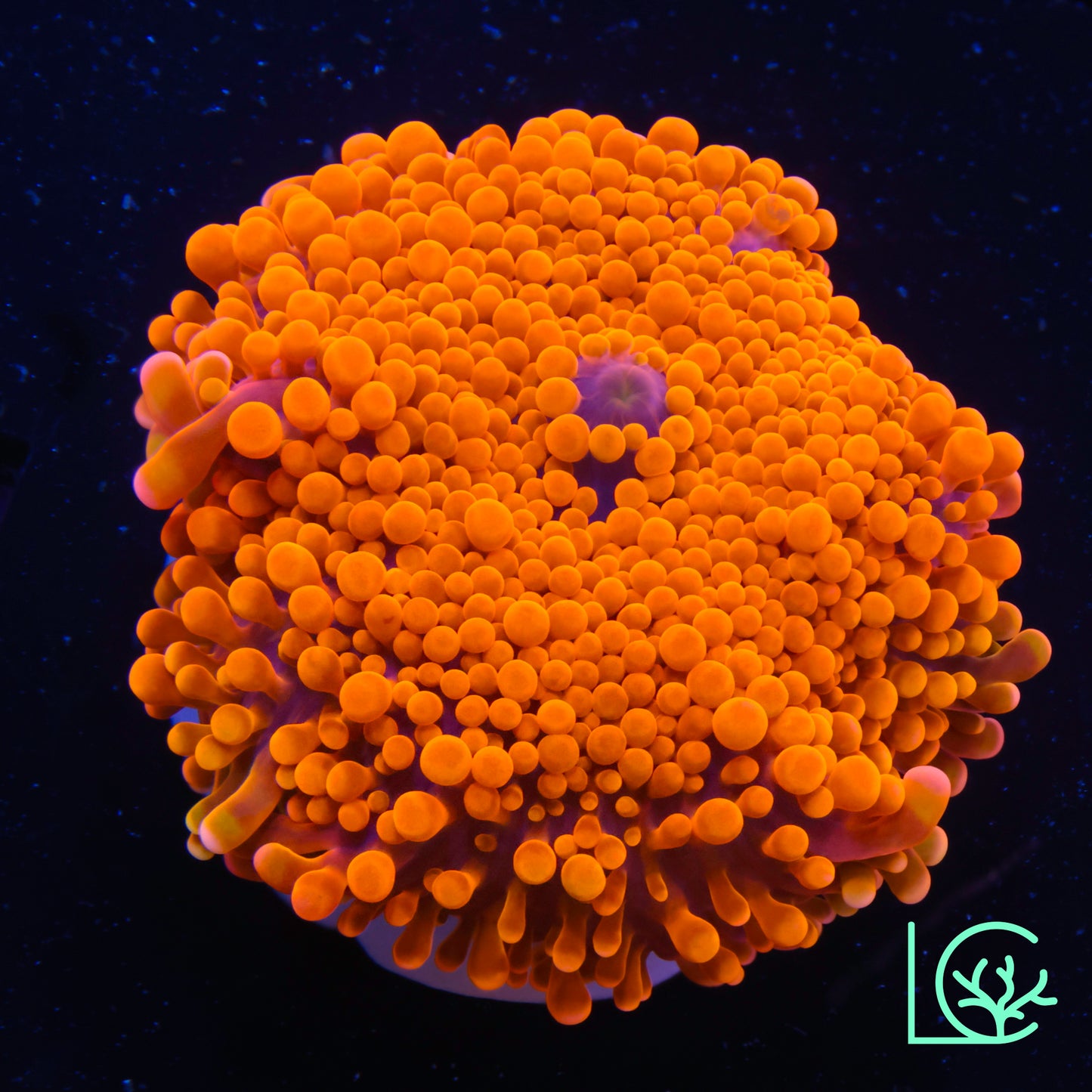 Orange Crush Yuma Mushroom WYSIWYG