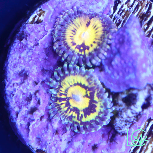 Butt Muncher Zoa WYSIWYG