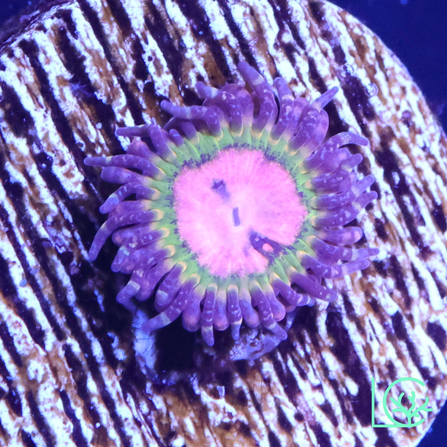 Pink Krak Zoa WYSIWYG