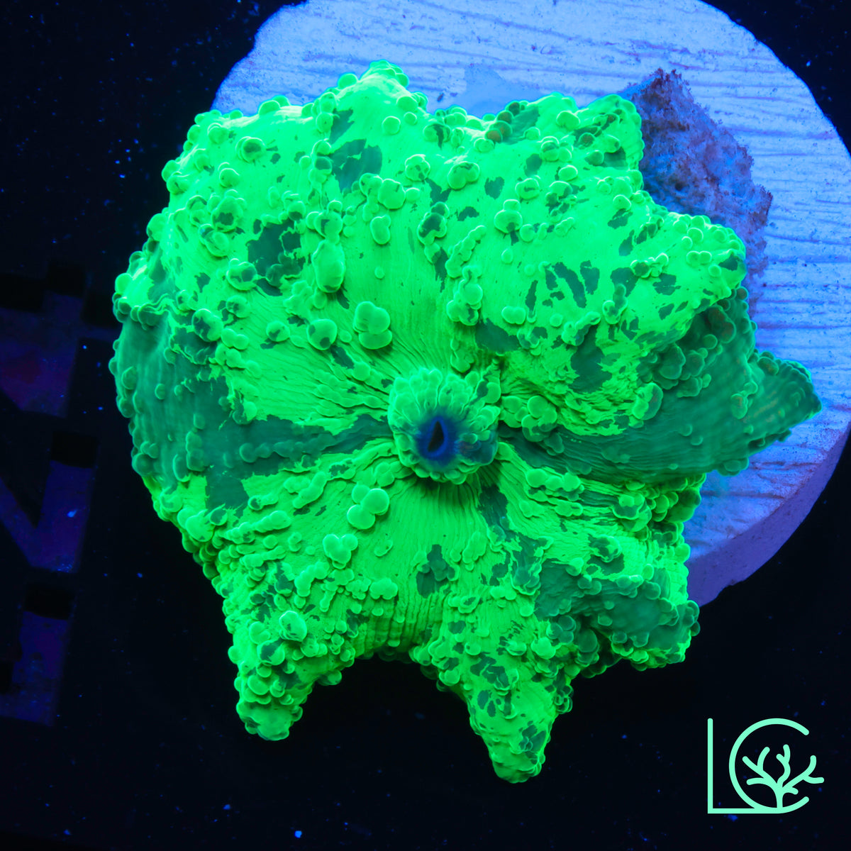 Kryptonite Jawbreaker Mushroom WYSIWYG