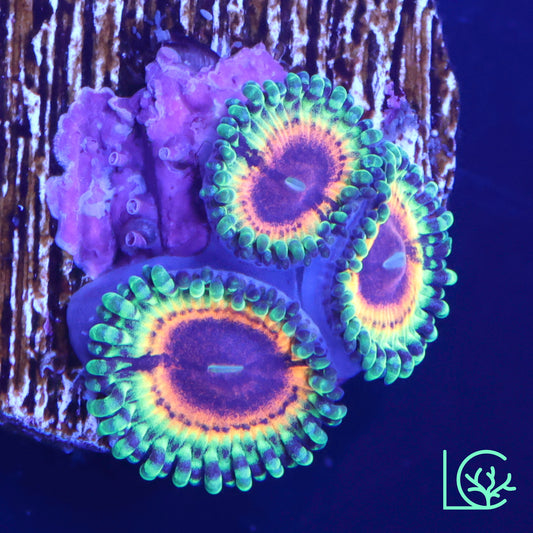 Little Shop of Horror Zoa WYSIWYG