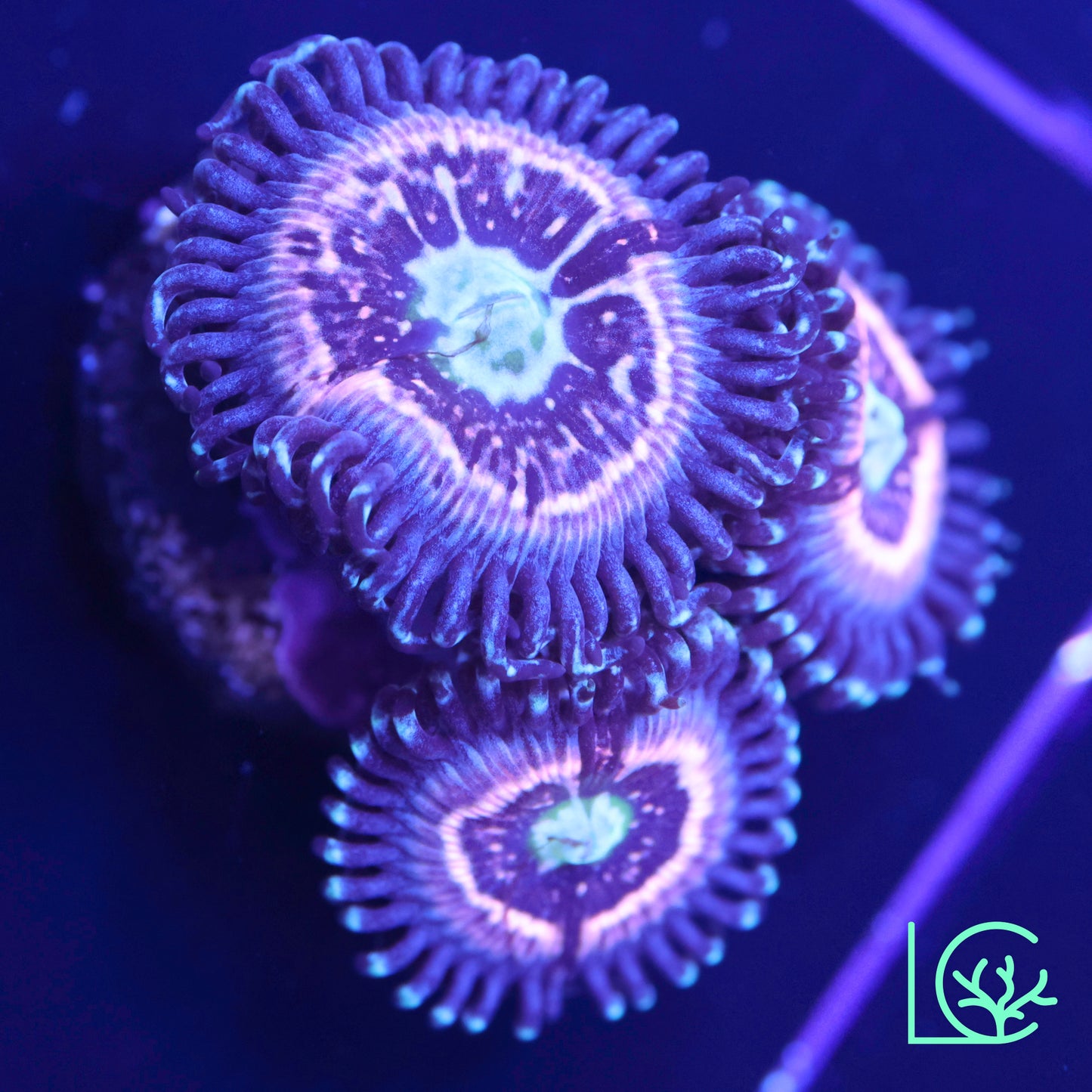CC Pink Constellation Zoa WYSIWYG