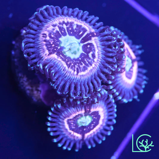 CC Pink Constellation Zoa WYSIWYG