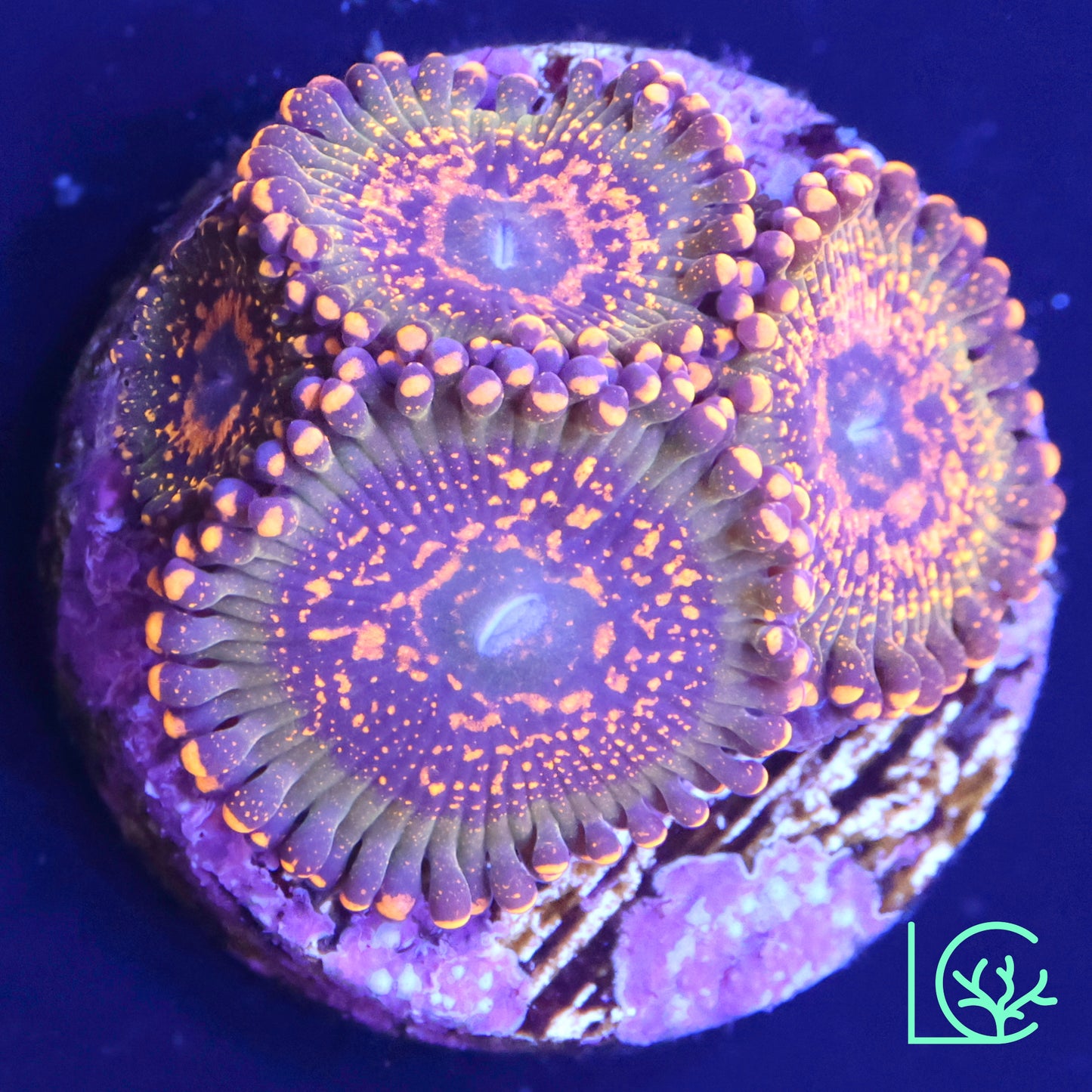 JF Azz Krak Zoa WYSIWYG