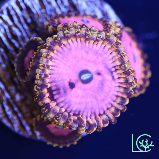 Pink Diamond Zoa WYSIWYG