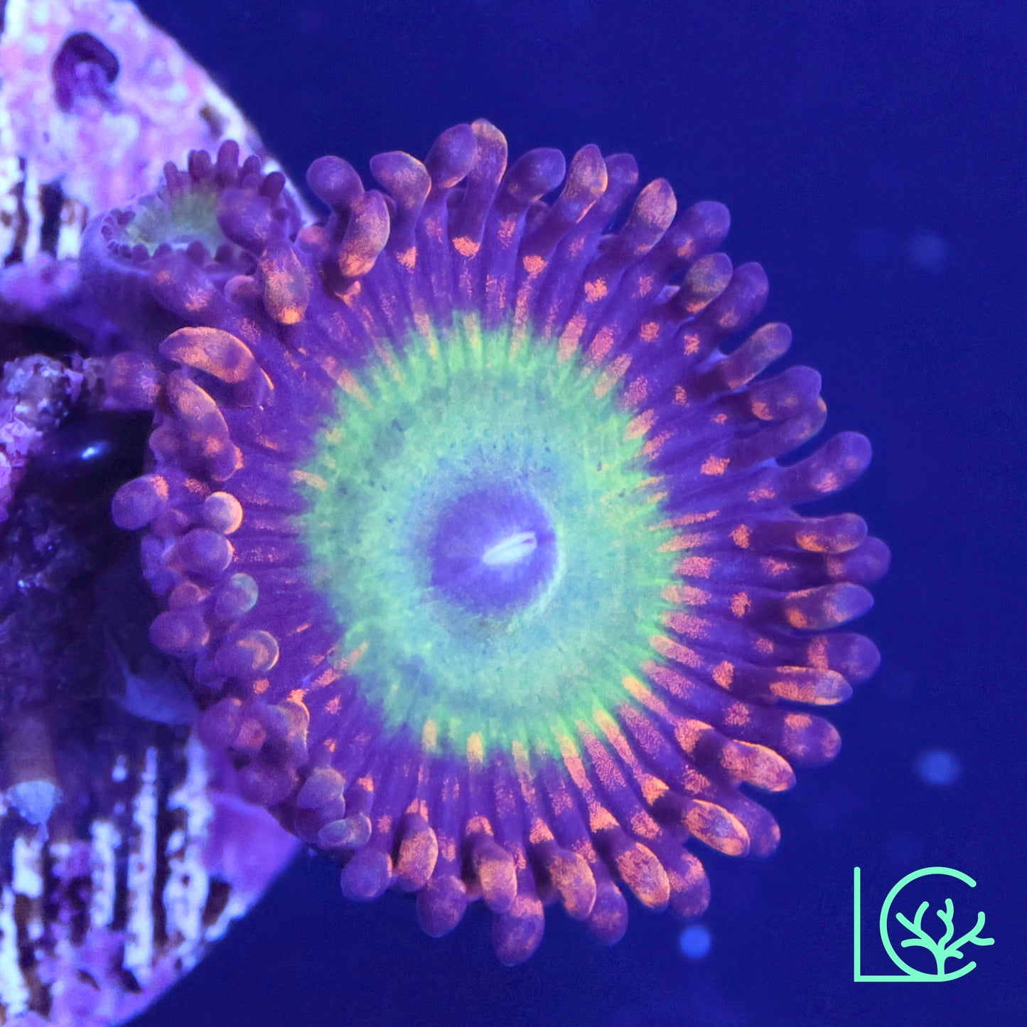Bowser Zoa WYSIWYG